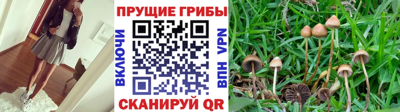 Псилоцибиновые грибы Cubensis  Южноуральск 